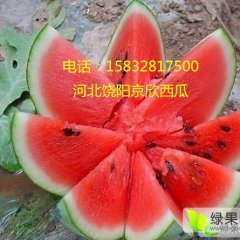 河北饶阳西瓜基地，王岗瓜果市场诚信合作