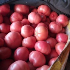 河北饶阳硬粉西红柿聚焦市场