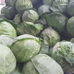 河南汝州春玉甘蓝名优产品
