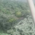 蒲城西瓜营养丰富,渭南小屈诚信合作