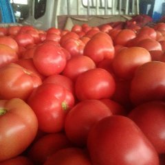 河北省衡水市饶阳县硬粉西红柿