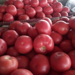 老刘硬粉西红柿欢迎每位客商