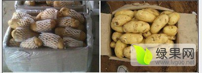 安丘土豆长势旺盛田家李淼诚信合作