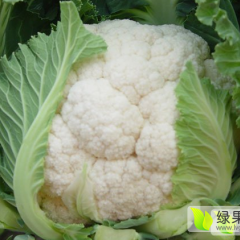 浙江温岭白面青梗松花菜菜花早买早赚