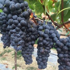 建水南庄郑萍5月夏黑葡萄