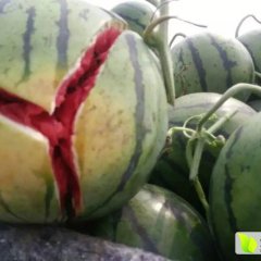 保定北市西瓜早买早赚,清远张二龙诚信合作