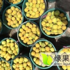 大荔大荔党力康5月凯特杏杏子