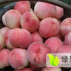 2018大荔蜜桃收购工作全面开展