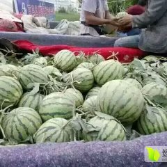 陕西省蒲城优质西瓜大量上市