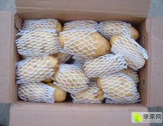 荷兰十五土豆大量上市，欢迎选购