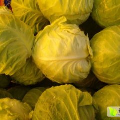 靖远乌兰卷心菜甘蓝新叶抱茎，色泽淡白绿