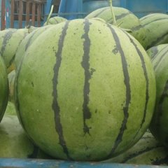 阜城京欣西瓜西瓜五一开始上市，持续到七月底