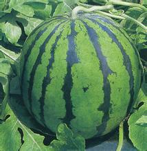 2016阜城西瓜走过路过不要错过