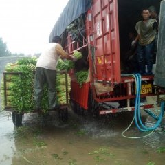 高青小棵芹菜唐坊刘先生诚信合作