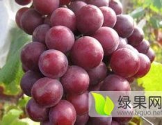 2016冠县葡萄今年价格有看点