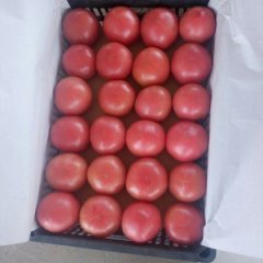 祥瑞西红柿硬度亮度极好