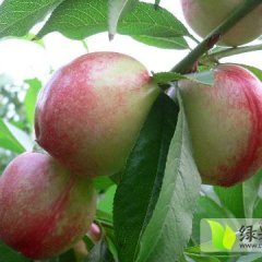 宜城板桥陈信5月早熟518油桃