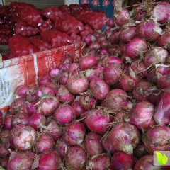 汝州洋葱俏销大江南北