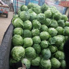 山东东昌府中甘21甘蓝质量上乘