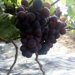 饶阳葡萄长势旺盛大尹刘晓光诚信合作