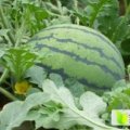 夏邑8424西瓜火热上市曹集王先生诚信合作