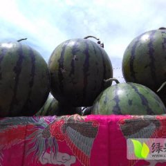 清苑西瓜早买早赚,蒋庄谢福龙诚信合作