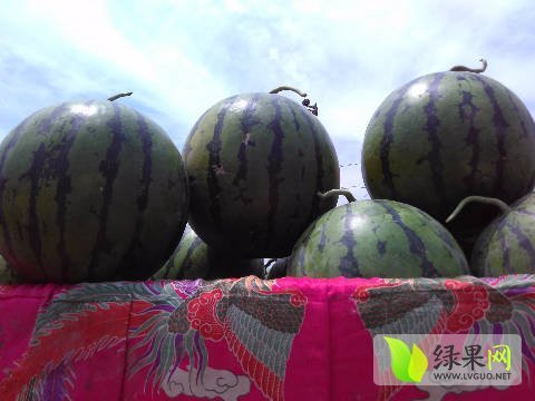 2016年河北清苑双星价格