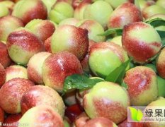 湖北随州早熟518油桃著名品种