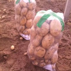 昌黎土豆营养丰富,新集康家俊诚信合作