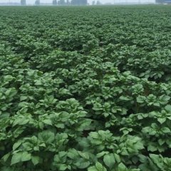 魏都兴华张永申5月荷兰十五土豆