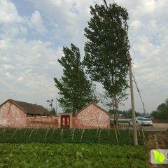 滕州土豆代办、代收