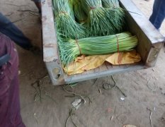 2016金乡蒜薹俏销大江南北