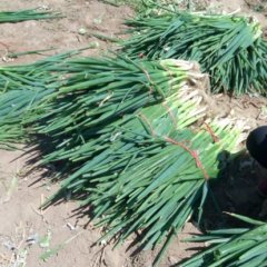 2016牡丹大葱供应工作全面开展