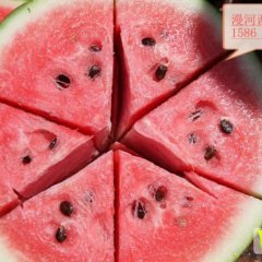 2016阜城西瓜值得出手