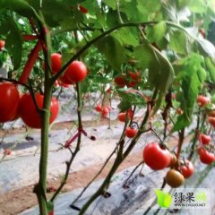 禹城西红柿质量上乘,市中孙汉明诚信合作