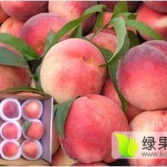 厂家直销620毛桃脆密王毛桃70以上价格