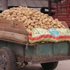 南阳金华镇西杨庄土豆上市中