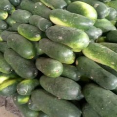 嘉鱼潘家湾黑皮冬瓜6月上市