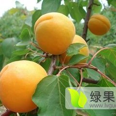 大荔杏子假一赔十,范家杨小强诚信合作