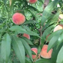 大棚水蜜桃上市