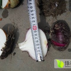 山东郯城红皮洋葱名扬天下