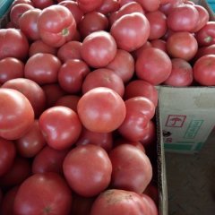 曲周河北刘长江5月硬粉西红柿大量上市