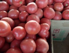 曲周河北刘长江5月硬粉西红柿大量上市