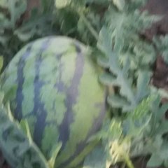 蒲城蒲城王涛5月甜王系列西瓜