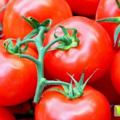 山东寿光齐达利西红柿名优产品