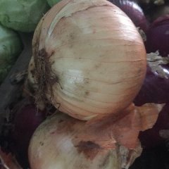 2016新野洋葱抓住商机无限