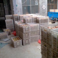 寅寺镇村里多亩西红柿种植基地