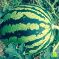 2016盐边西瓜个儿大皮薄、甘甜可口