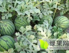 山东青州京欣、双星西瓜大量上市