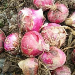 四川大邑我处红皮洋葱，5月上旬大量上市